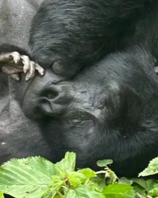Father & son. 
#uganda
#wildlife
#unforgettable