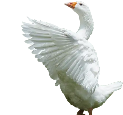 Geese taking flight